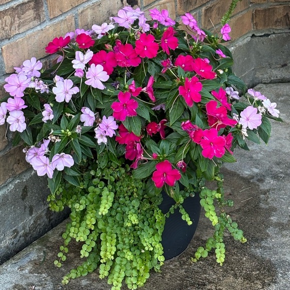 Meet your Posher, Kimberly - Picture 1 of 2